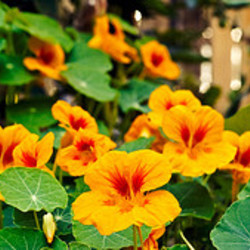 Nasturtium, Tropaeolum, Nasturtium, Nasturtiums, Common Nasturtium, Indian Cress, Garden Nasturtium, Orange Flowers, Red Flowers, Yellow Flowers, Annuals, Annual plant, deer resistant flowers